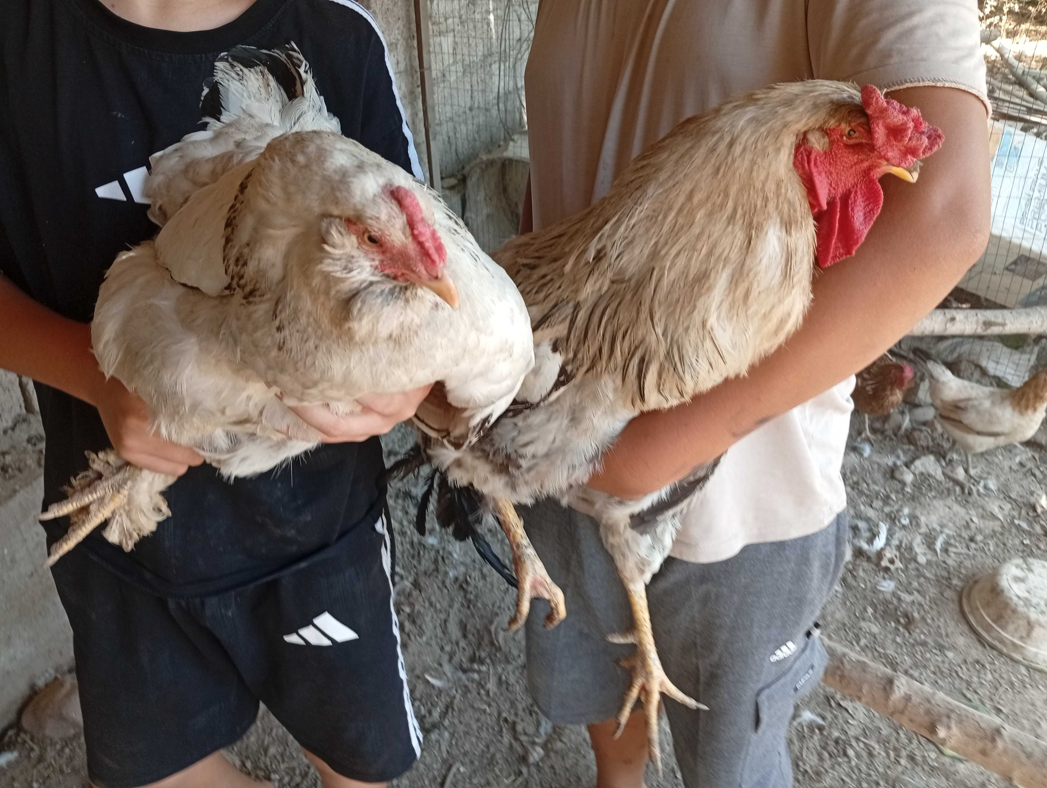 Toza zotli burama , yapon  tovuq tuxum bor 10mingdan