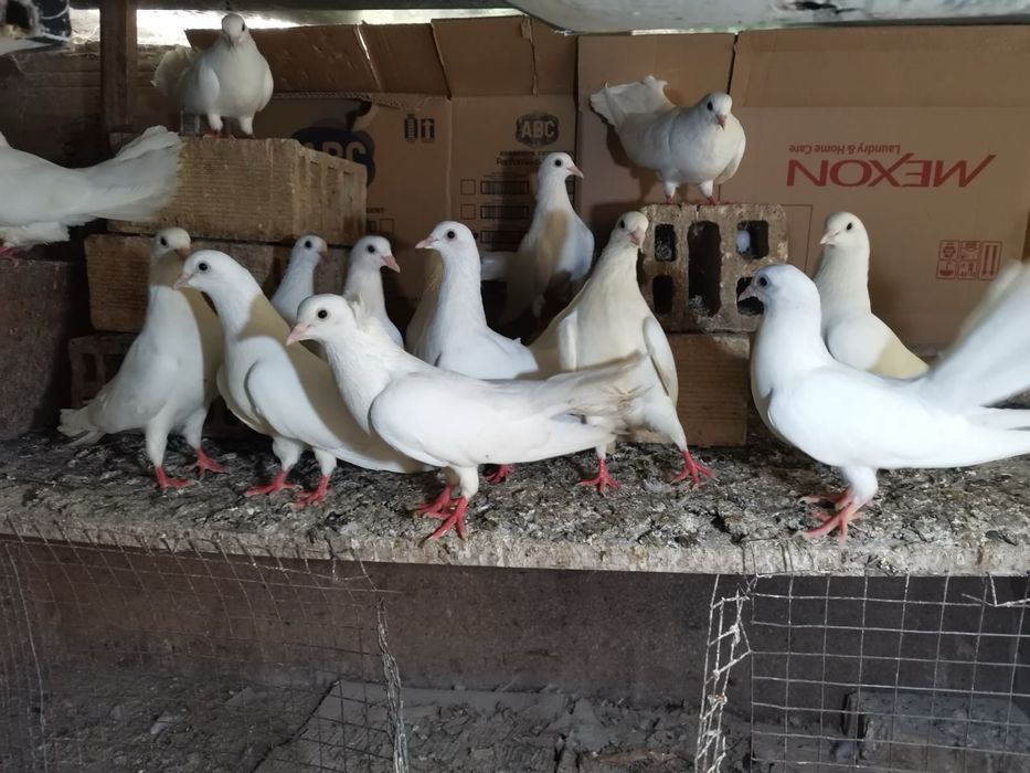 Бели гълъби по двойки