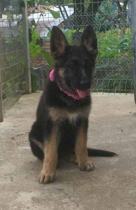 Продавам немски овчарки