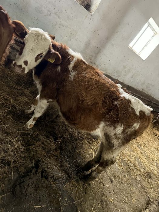 Vand 5 vitele baltata romaneasca