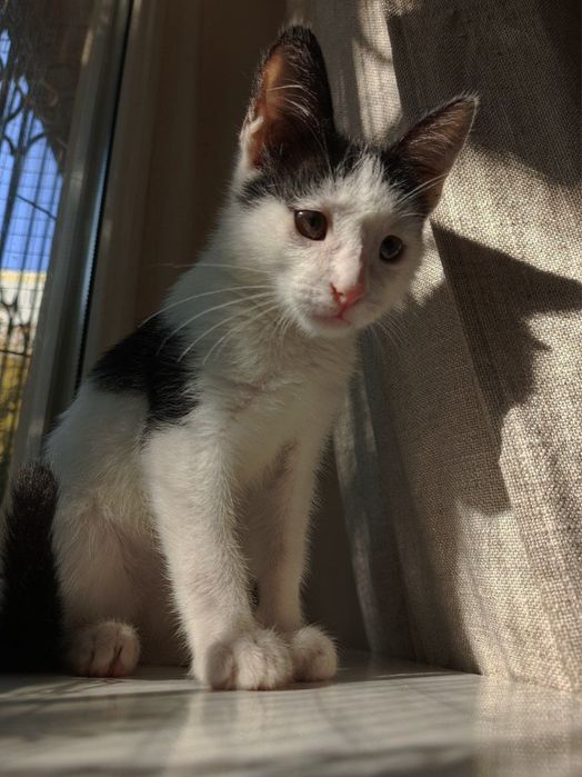 Тони ищет семью и дом!