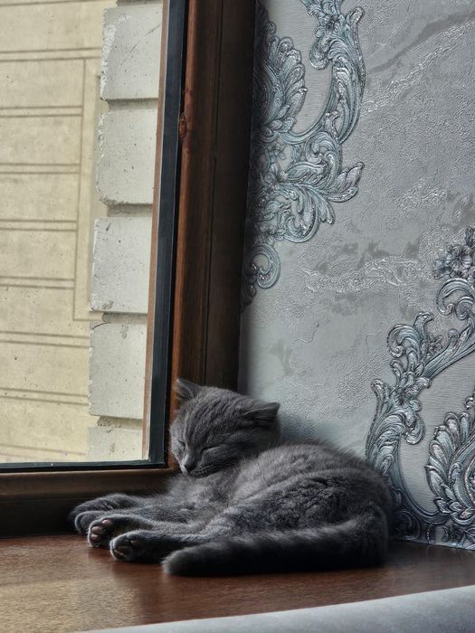 Scotish Fold Mushuk Sotıladı.