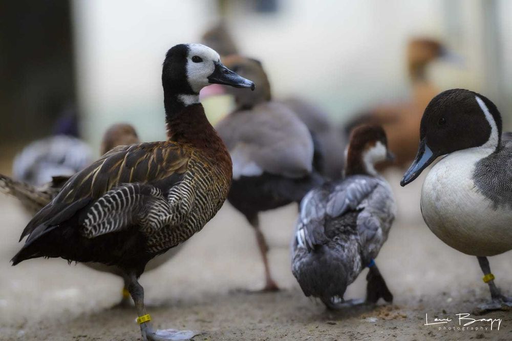 Vând Rațe exotice, de ornament, gâște, lebede