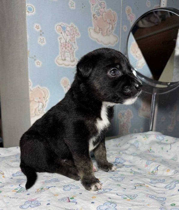 Отдам щенят в добрые руки