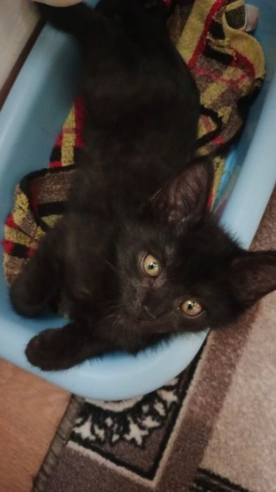 Отдам котёнка-мальчик, в добрые руки