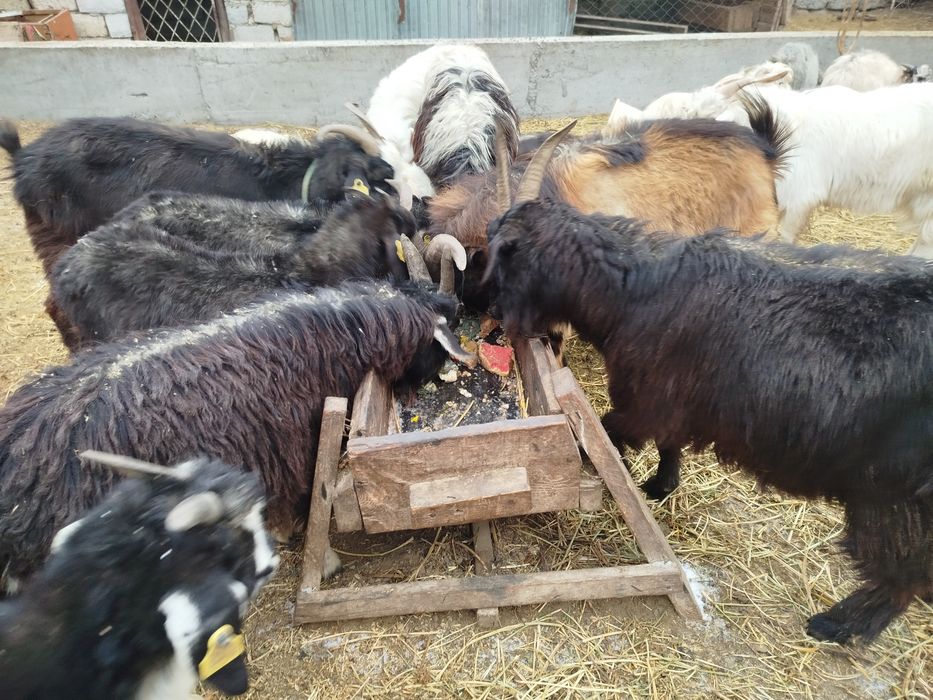 Тушалар ешкілер лақтар