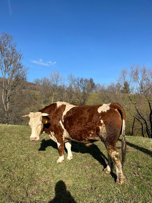 Vând boi sau schimb cu junci învățați la jug