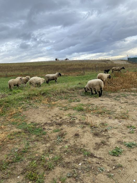 Vand 7 oi si un berbec