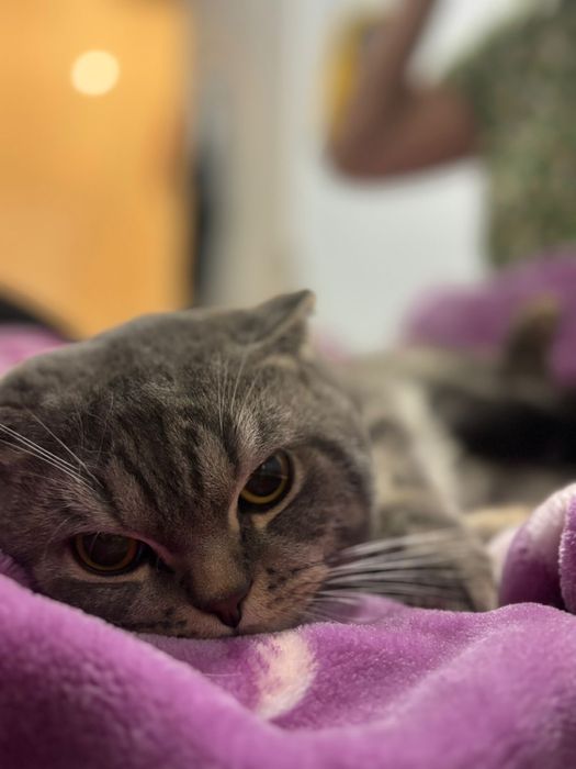 Котик Британец 1 годик