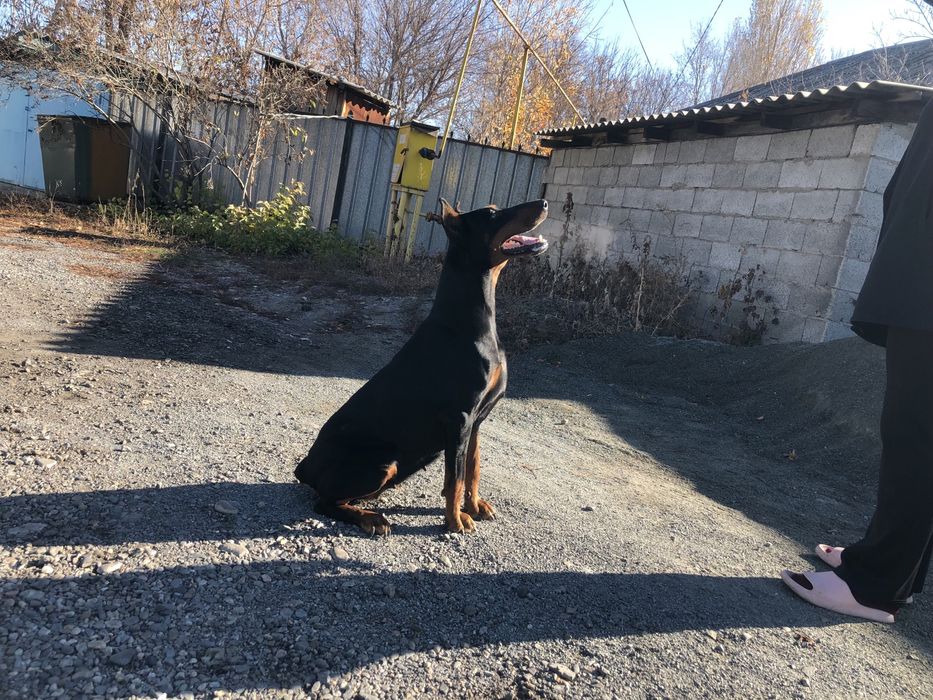 Доберман девочка