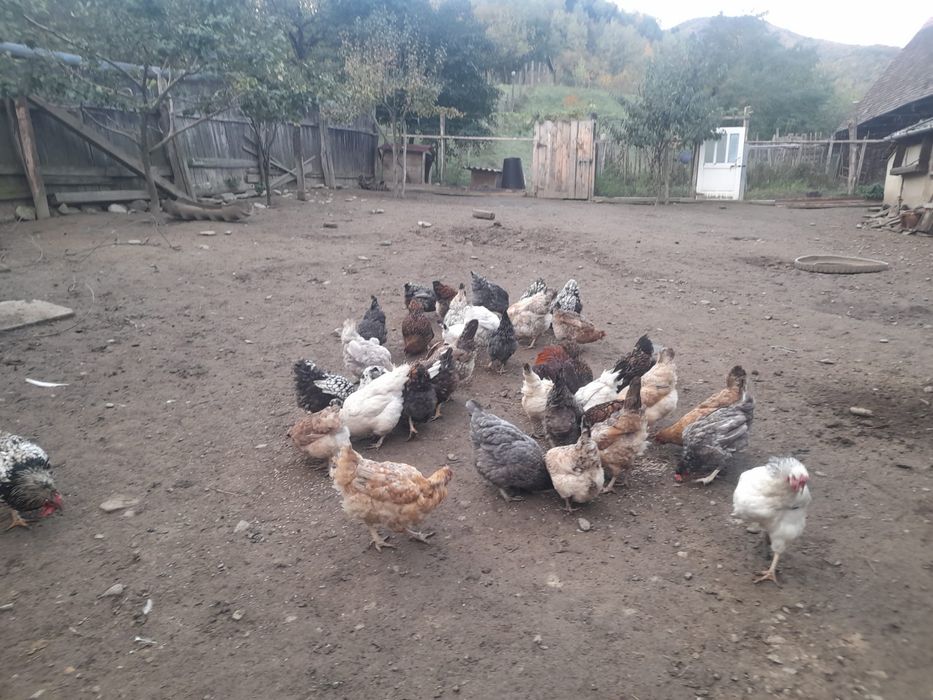 Gaini de casa de vanzare