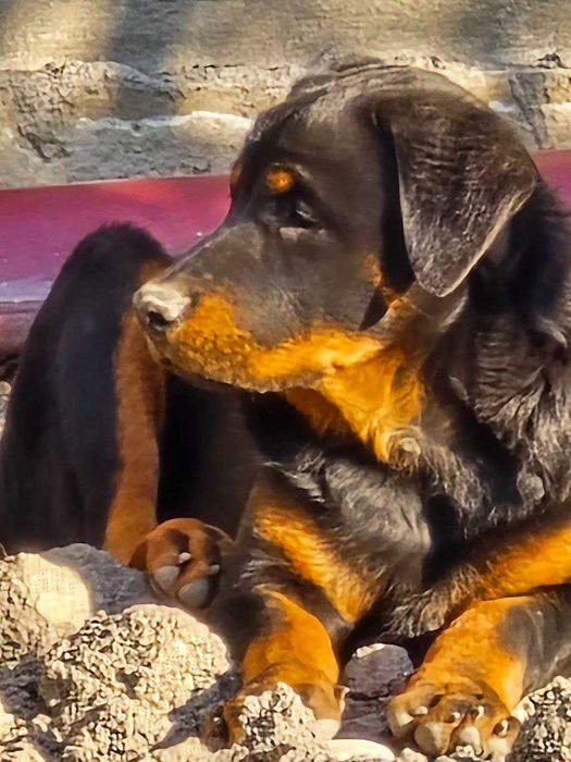 Продам щенка Ратвейлера девочку 3.5 месеца