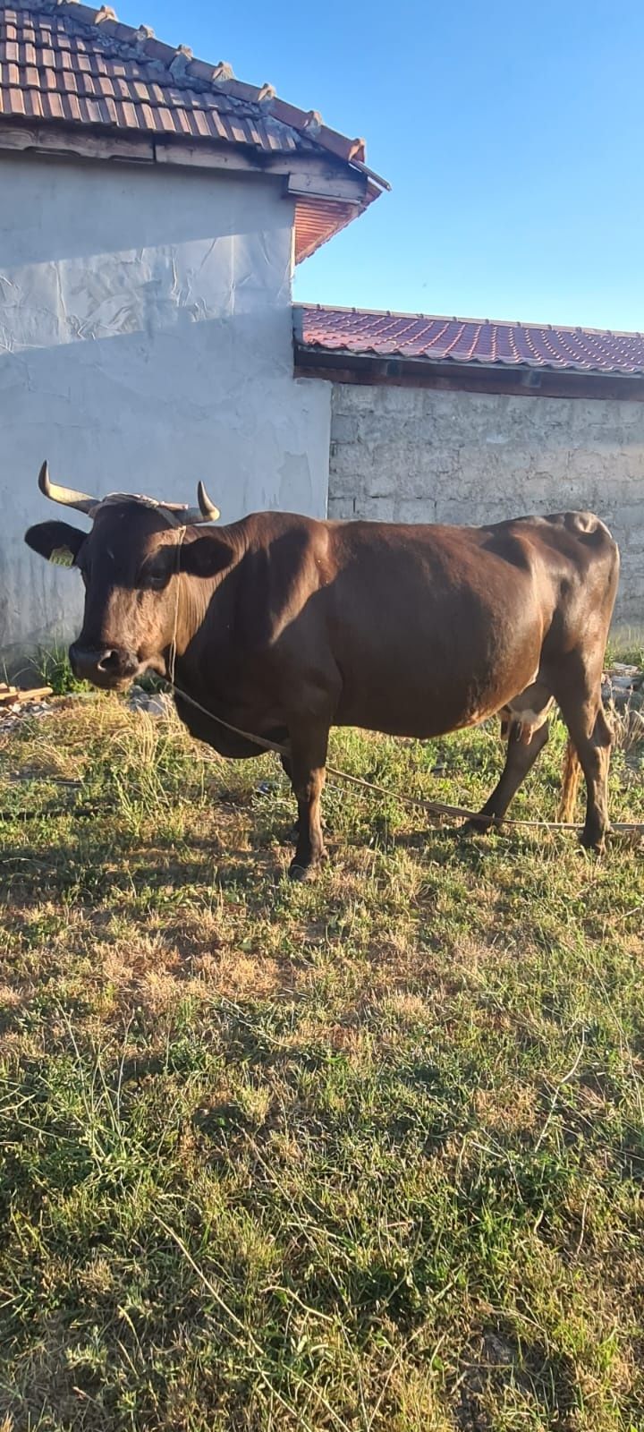 Vand vaca si tauras