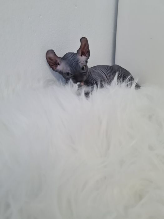 Pisicuta sphynx elf femela blue