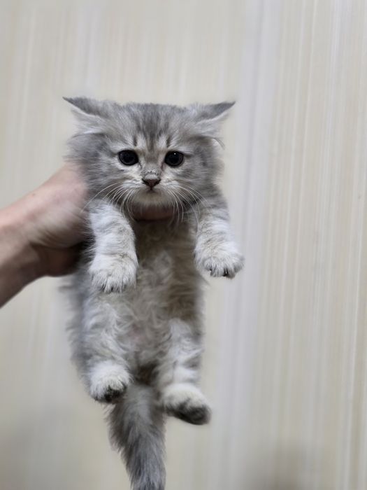 Срочно очень красивые котята!