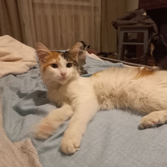 Отдам котенка девочку