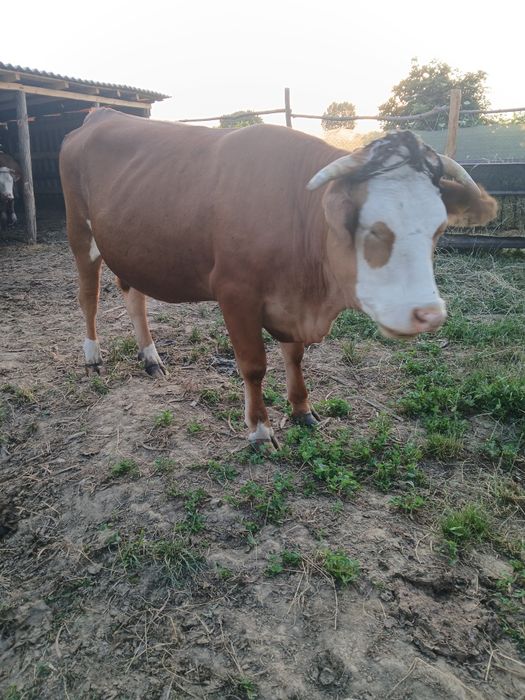 Vaca de vanzare.