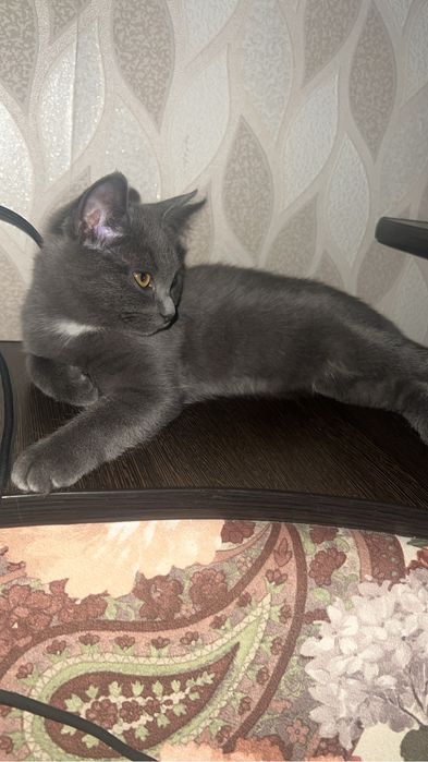 Отдам кошечку бесплатно