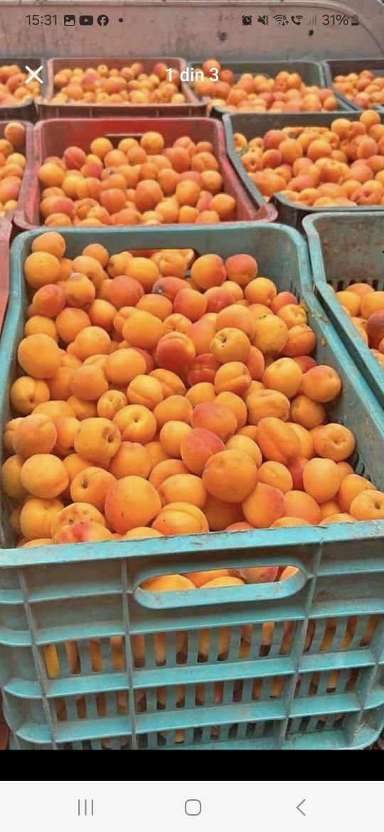 Fructe caise pentru băuturi spirtoase tradiționale super coapte!