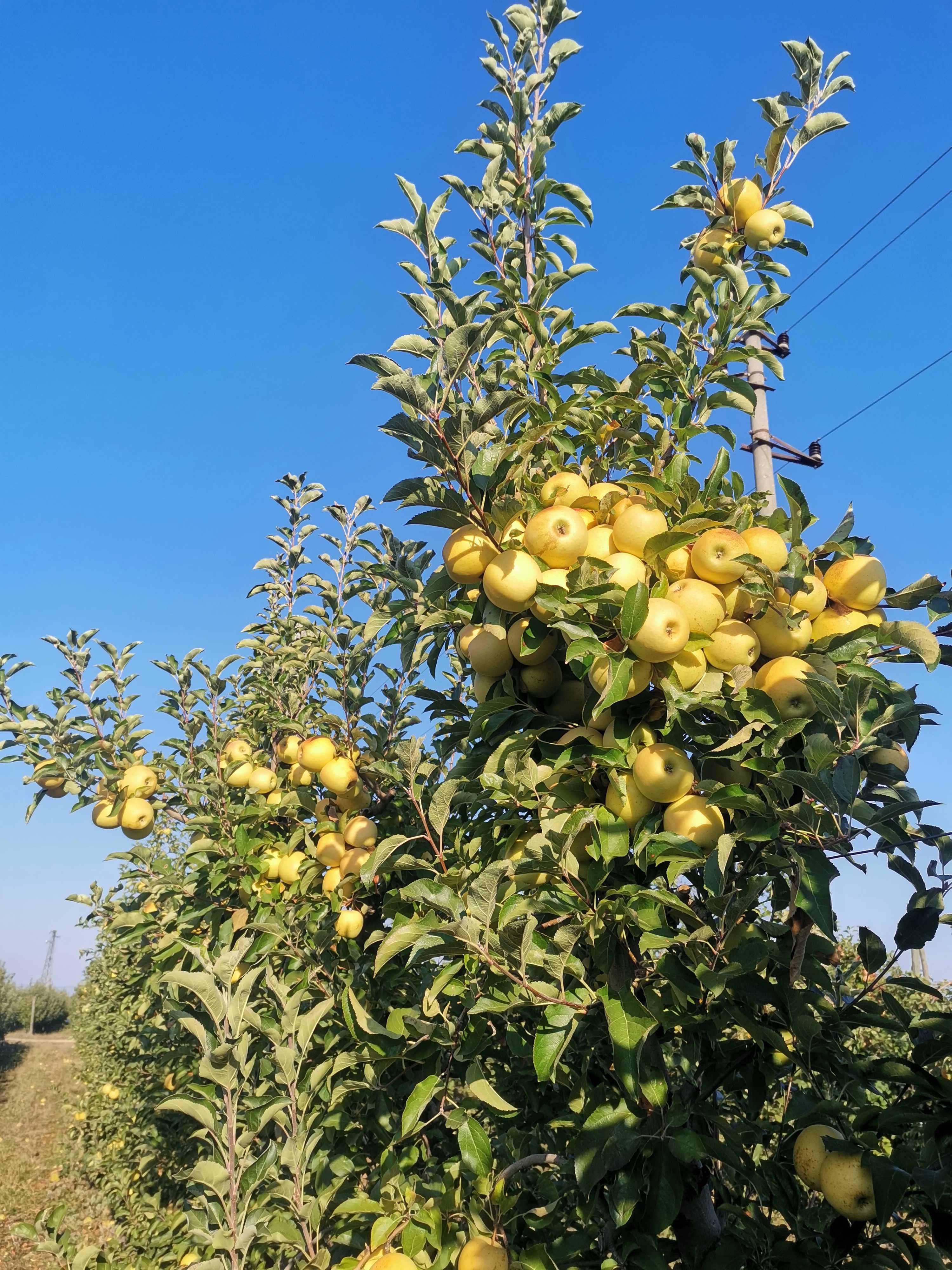 Продавам Овощна / Ябълкова Градина