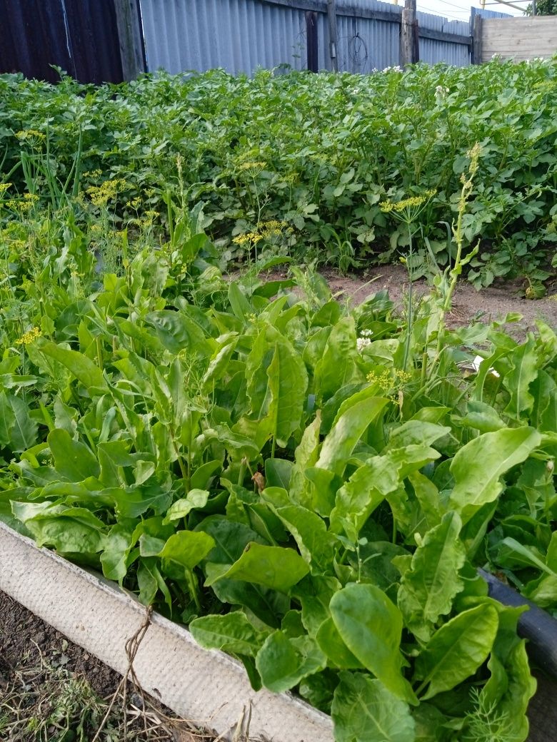 Продам щавель ,мелису,лук