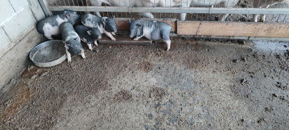 Виетнамски прасета