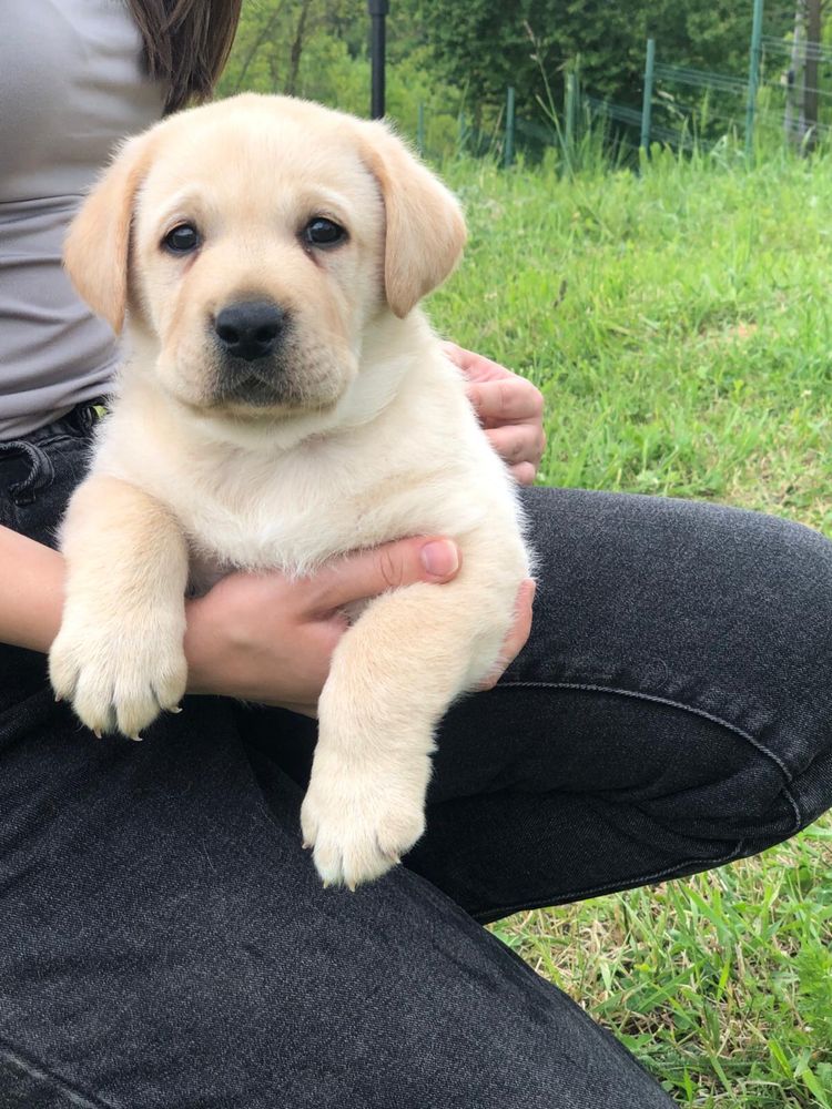 Pui Labrador Retriver cu Pedigree Tip A