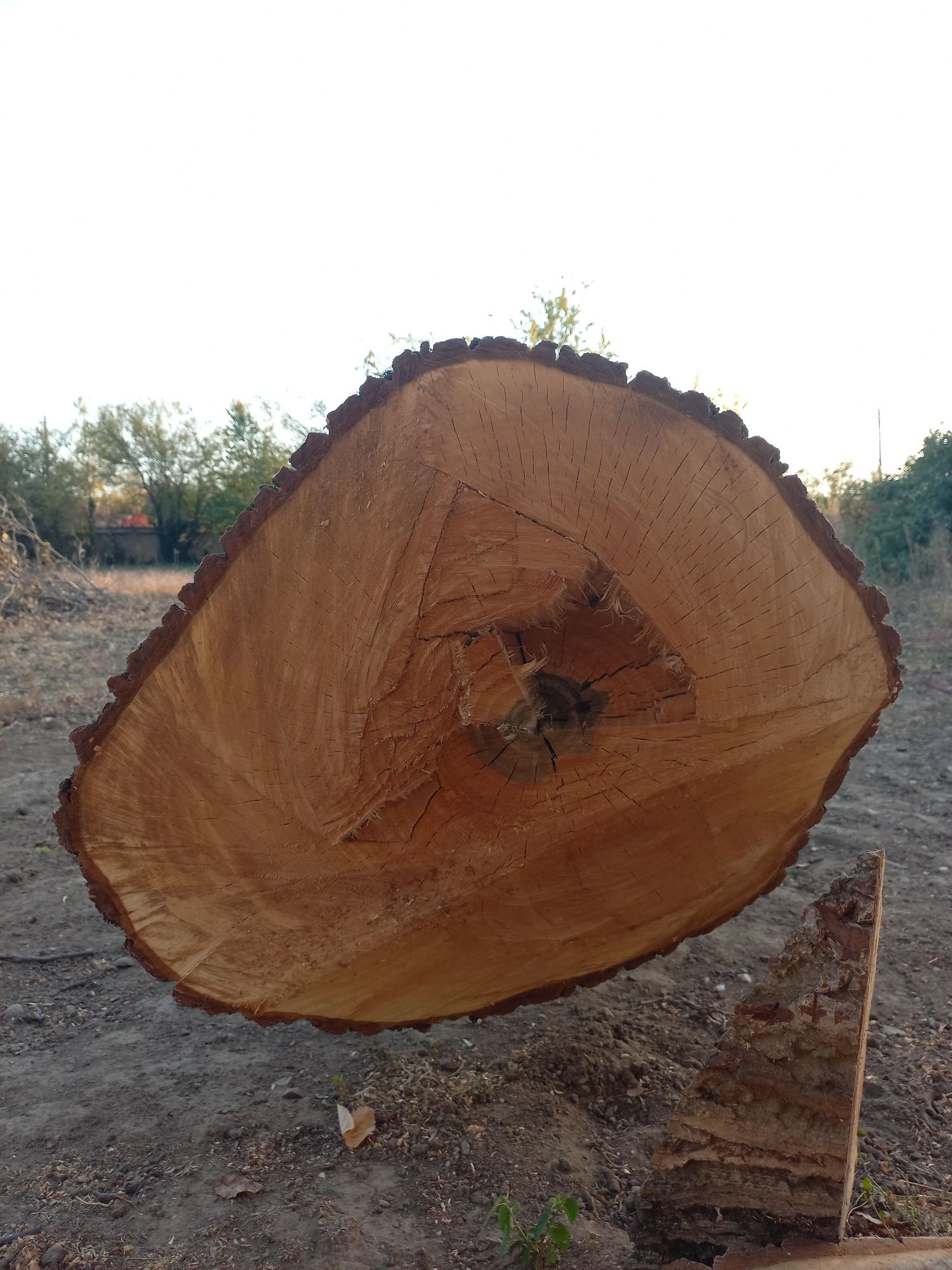 ОРЕХ - Първокласна Дървесина