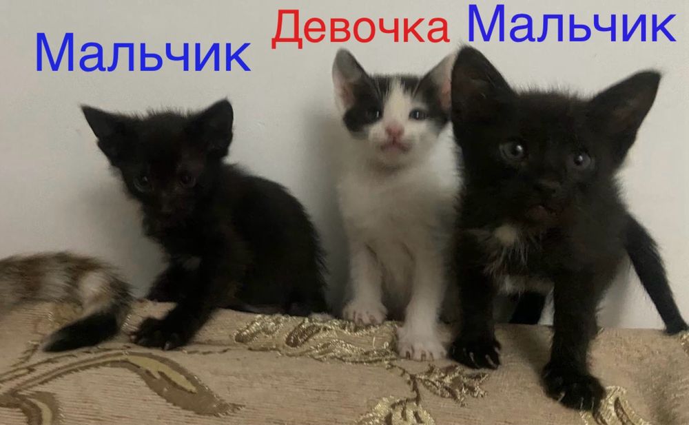 Милые  котята  в добрые руки