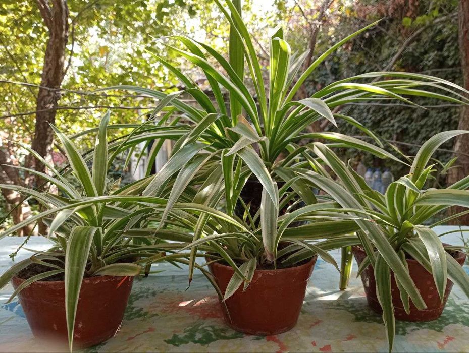 Хлорофитум и аглаонема