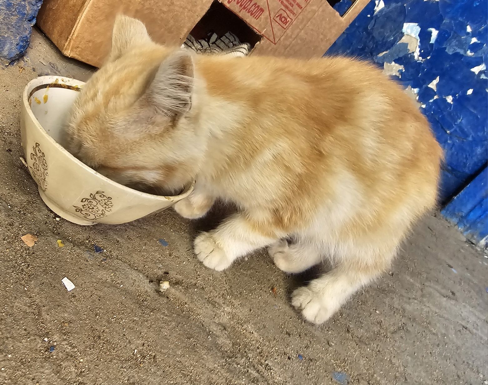 Срочно ищет дом котёнок!
