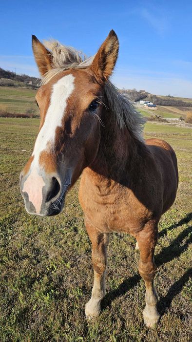 Vând mânz foarte frumos