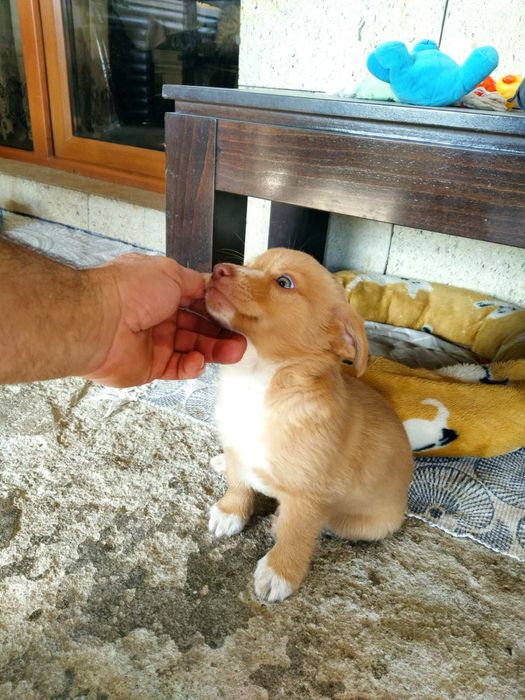 Мъжко кученце