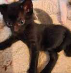 Adoptie pui de pisica negru xanadu