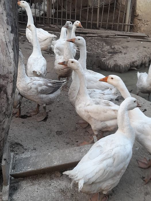 Gâște albe românești