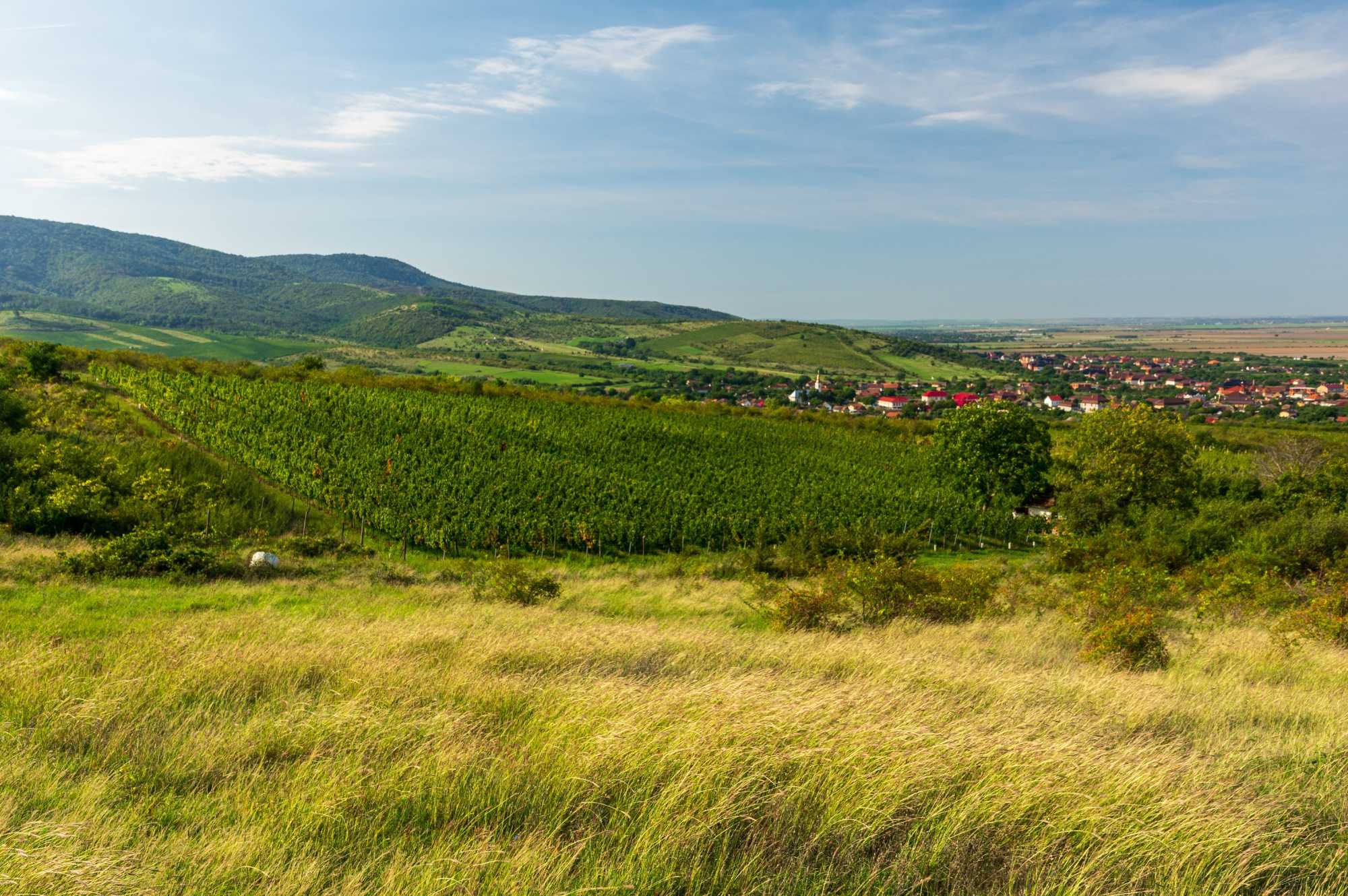 Vând plantație viță de vie nobilă