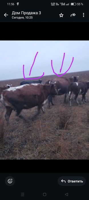 Продам коров 5 голов