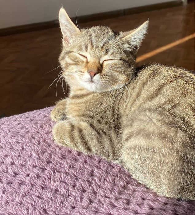 котенок в самые добрые руки