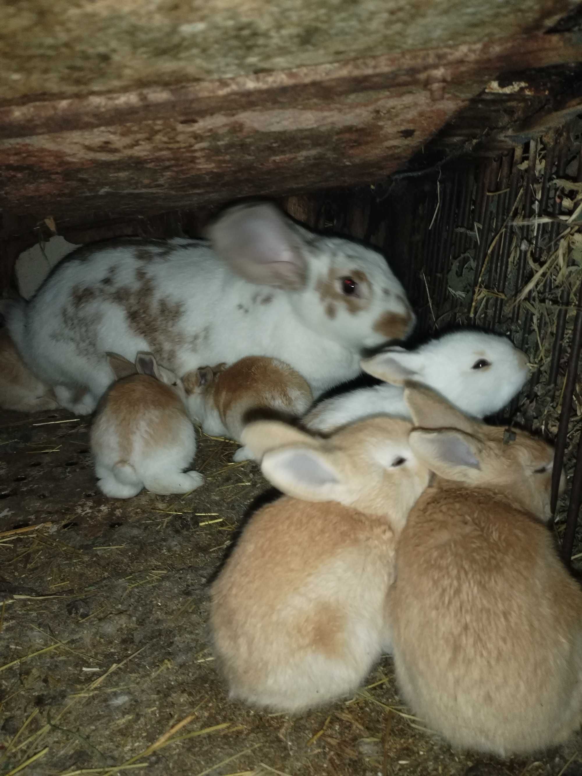 Продавам зайци на различна възраст