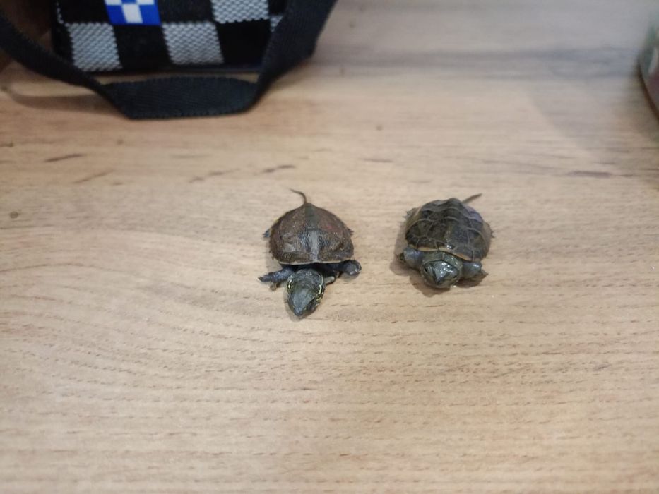 Продам черепачек вместе с кормом и домиком