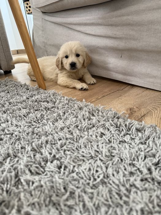 De vanzare Golden Retriever certificat Pedigree FCI cu teste la zi