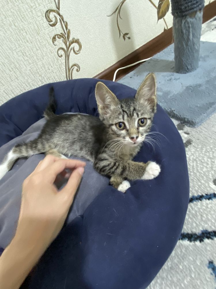 Отдам котят в добрые руки бесплатно