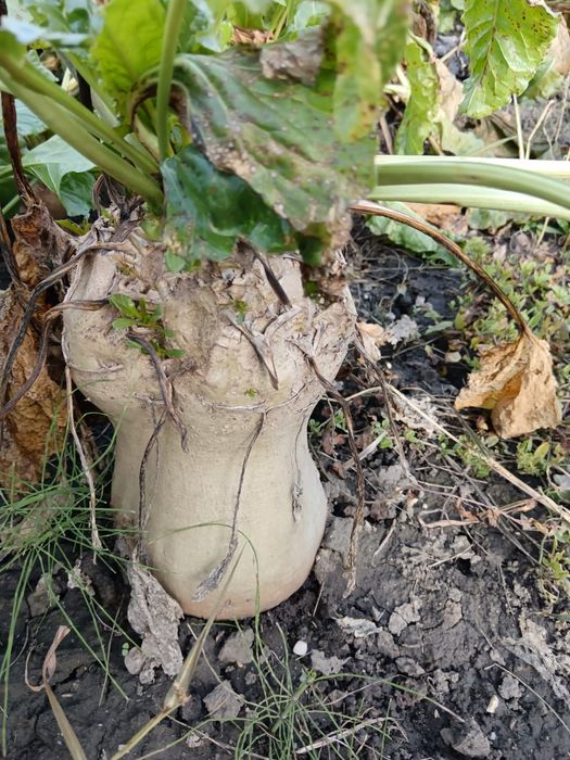 Vând sfeclă furajeră