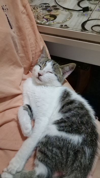 Donez motanel ,iubitor si jucăuș