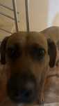 Caine spre adoptie