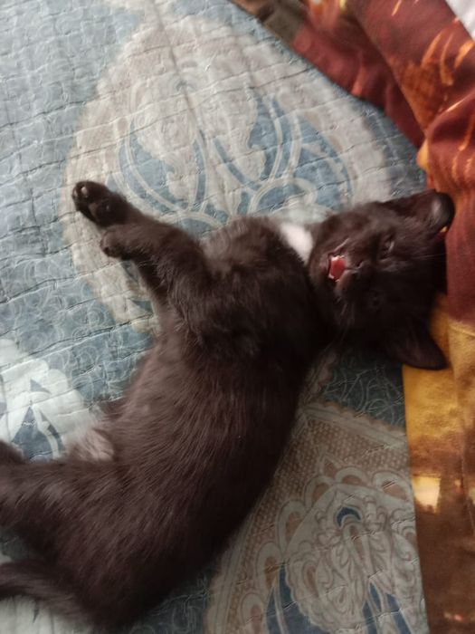 Отдам котенка в хорошие руки