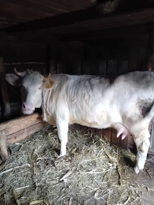 Vând vaca Charolaise