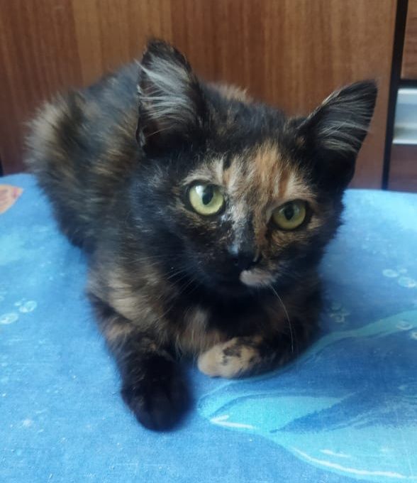 Котёнок ищет дом