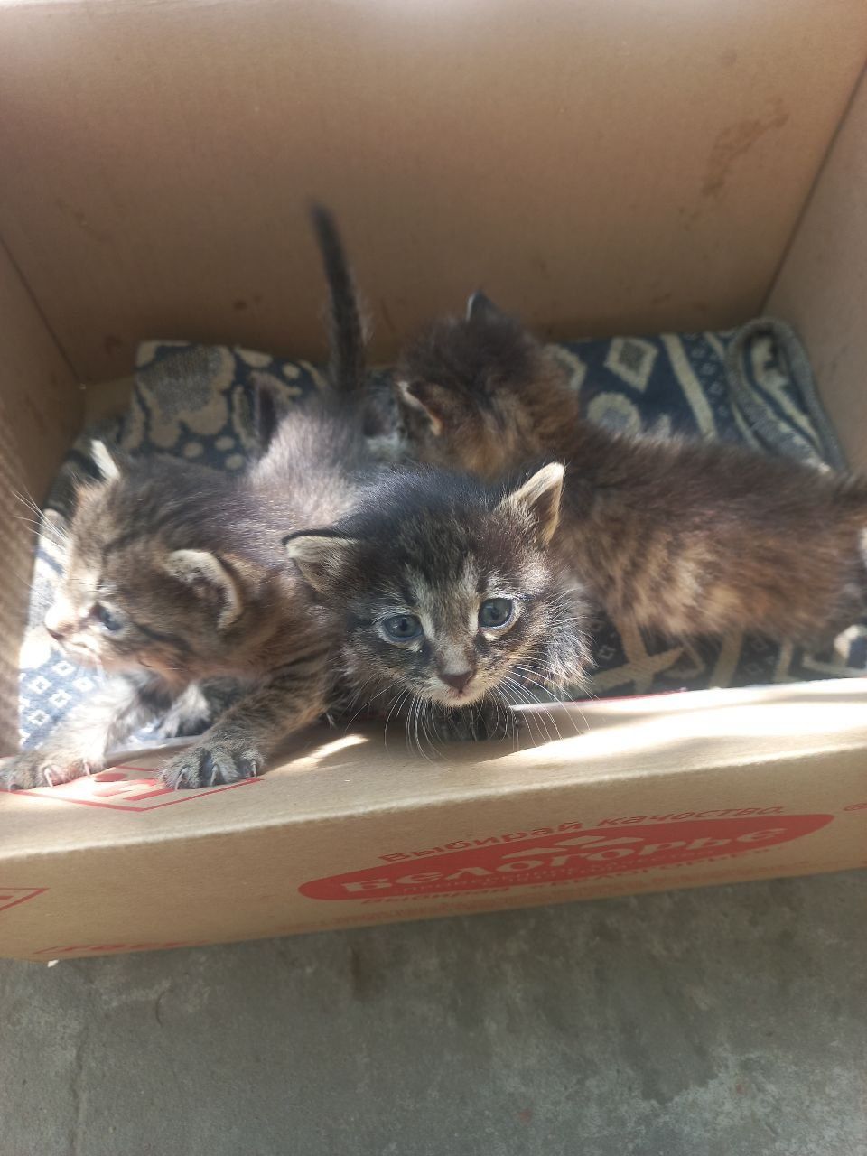 Маленький Котенки