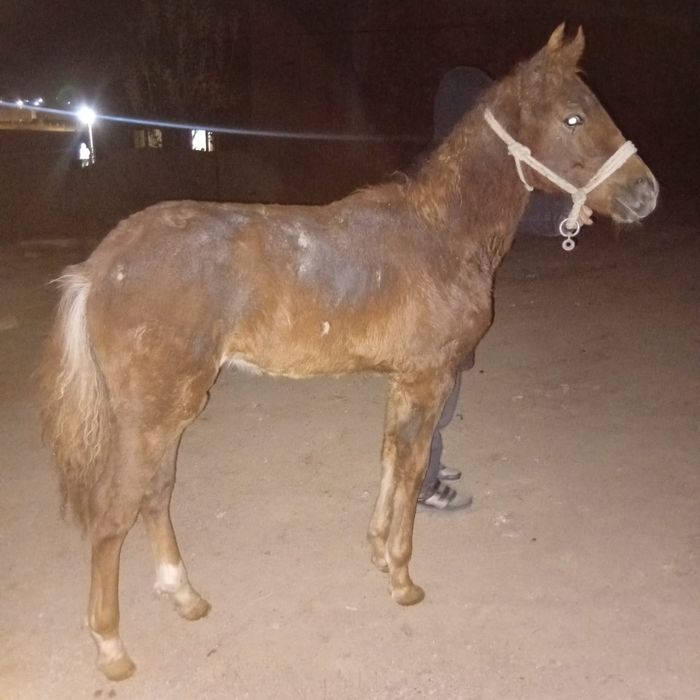 Жабагы ургашы. Кишкентай